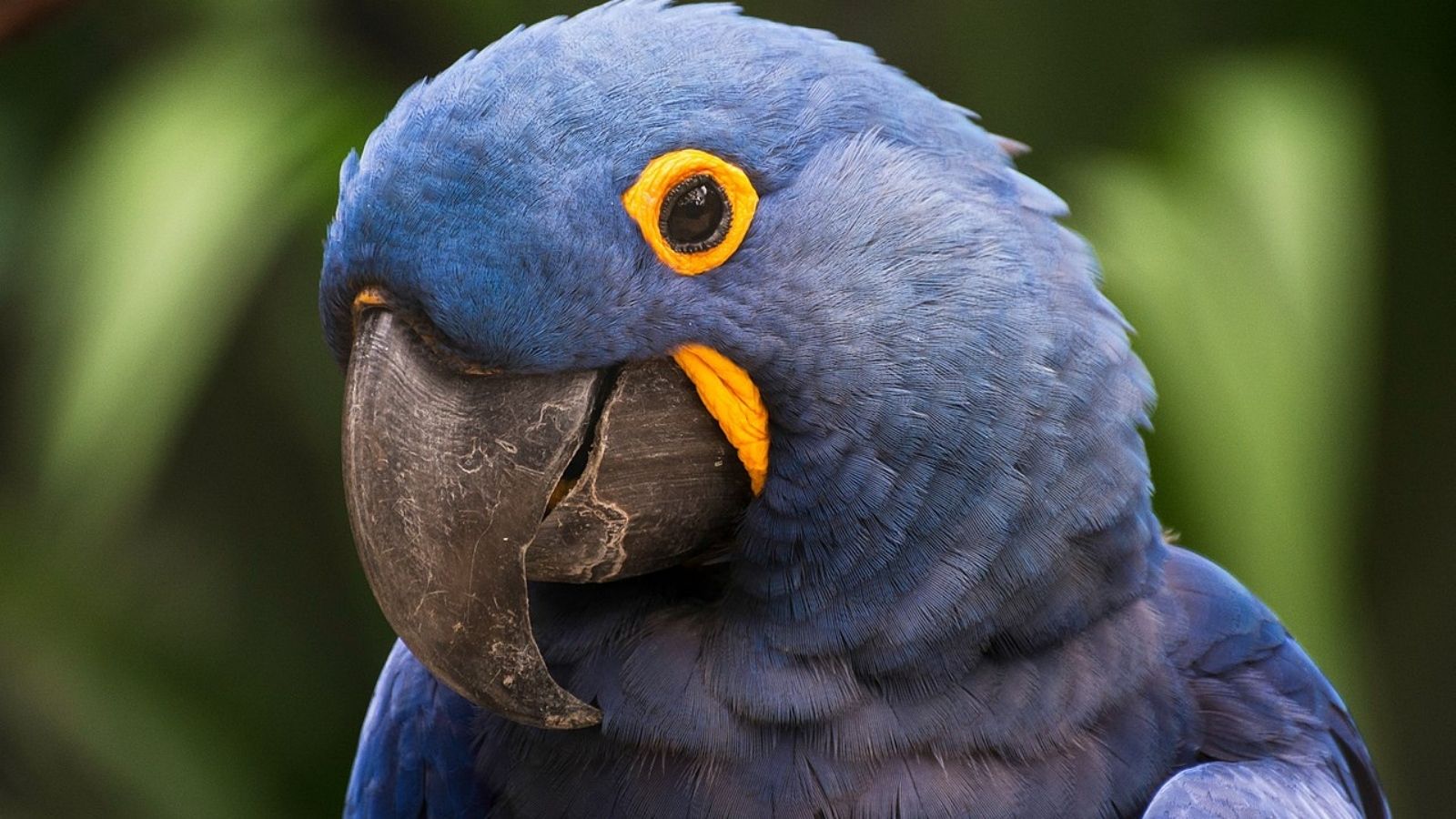 Arara-azul entra novamente na lista de espécies ameaçadas de extinção