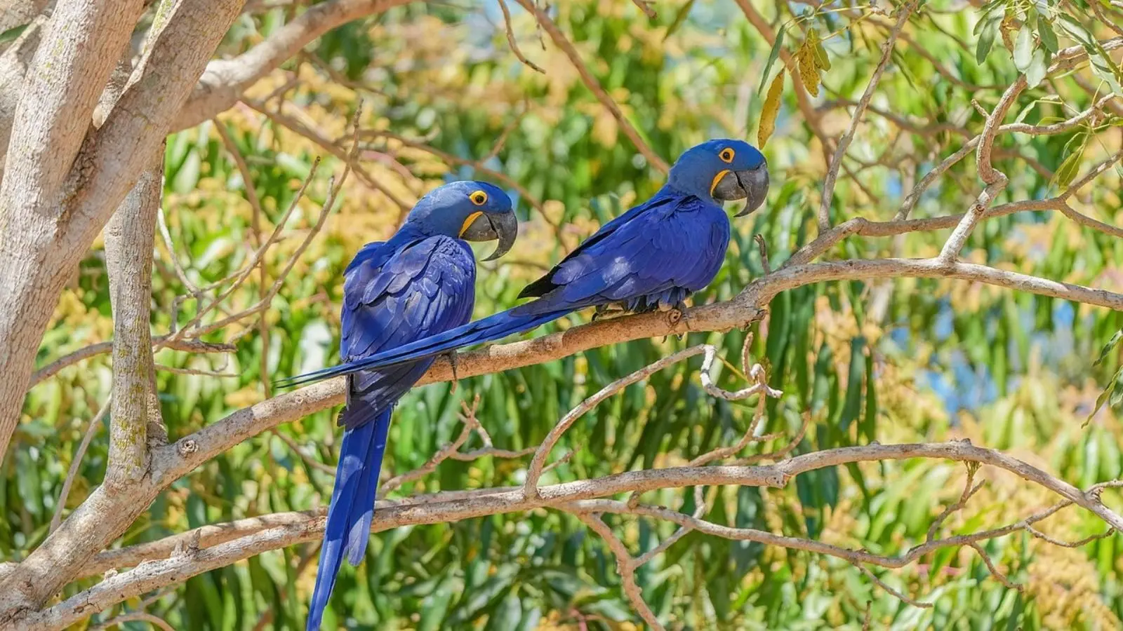 Duas araras-azuis em cima de um galho, no Pantanal.