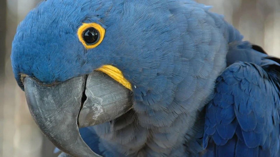 Arara-azul-grande posando para foto.