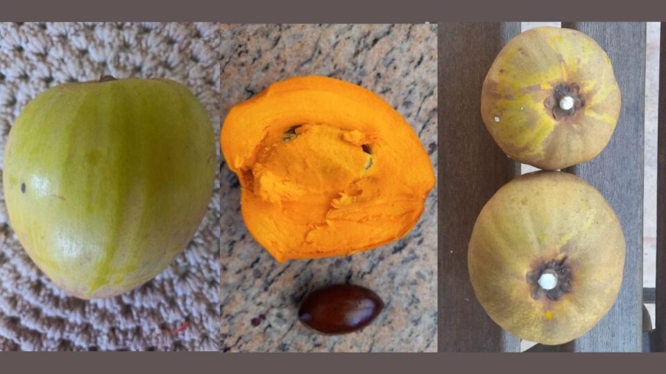 Canistel, a 'fruta de ouro', tem sabor de doce de leite e alto valor nutricional
