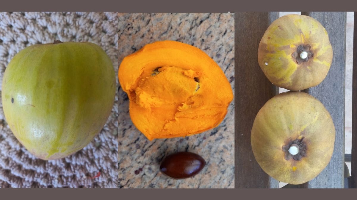 A “fruta de ouro” que tem sabor de doce de leite e surpreende em valor nutricional
