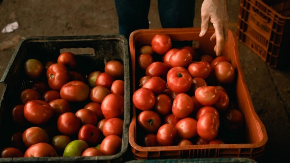 Visto como “vilão da inflação”, tomate ganha concurso para valorizar qualidade e sabor
