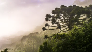 Pouco mais de 40 araucárias gigantes foram registradas no Sul do Brasil em fazendas, parques e áreas de pesquisa, reunindo os maiores troncos já medidos da espécie