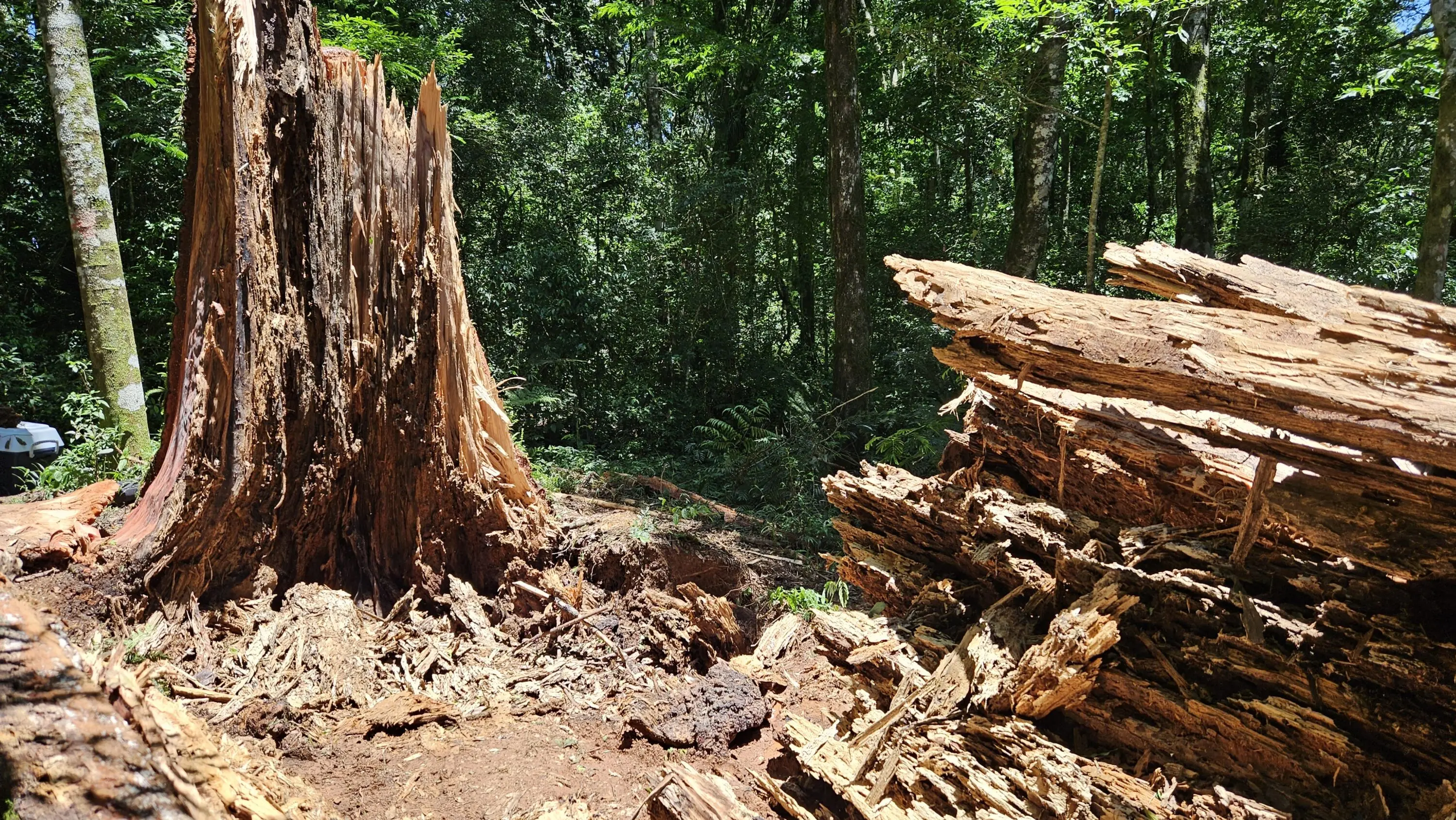 Quedas recentes de araucárias gigantes acenderam o alerta e motivaram pesquisas que ligam a instabilidade dessas árvores a solos argilosos encharcados e longos períodos de chuva