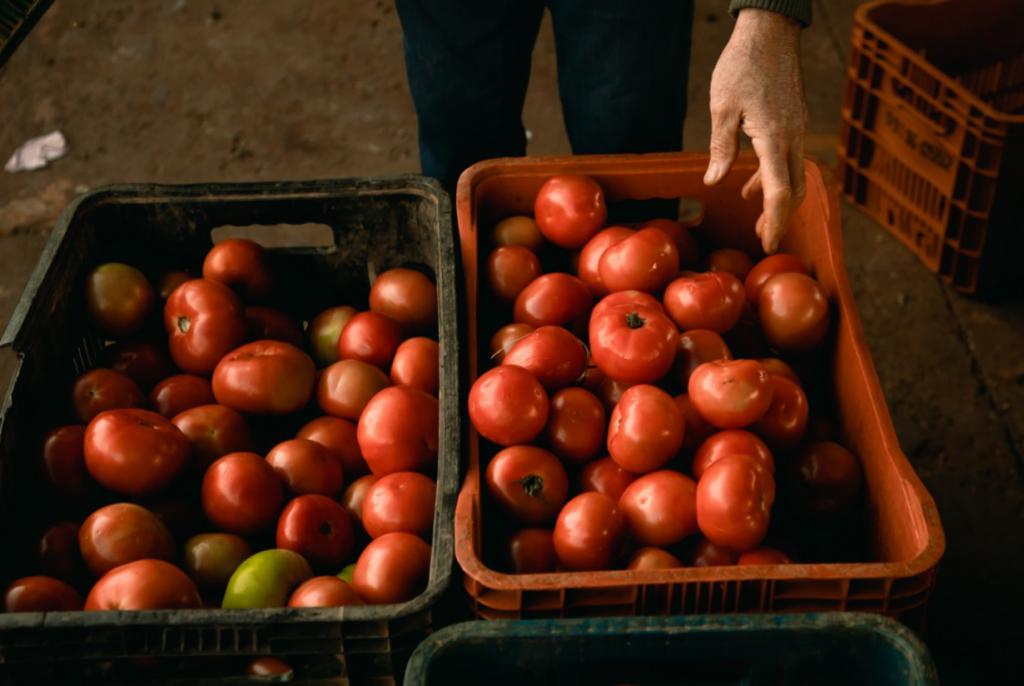 Como o concurso do tomate ajuda a valorizar o produtor brasileiro?