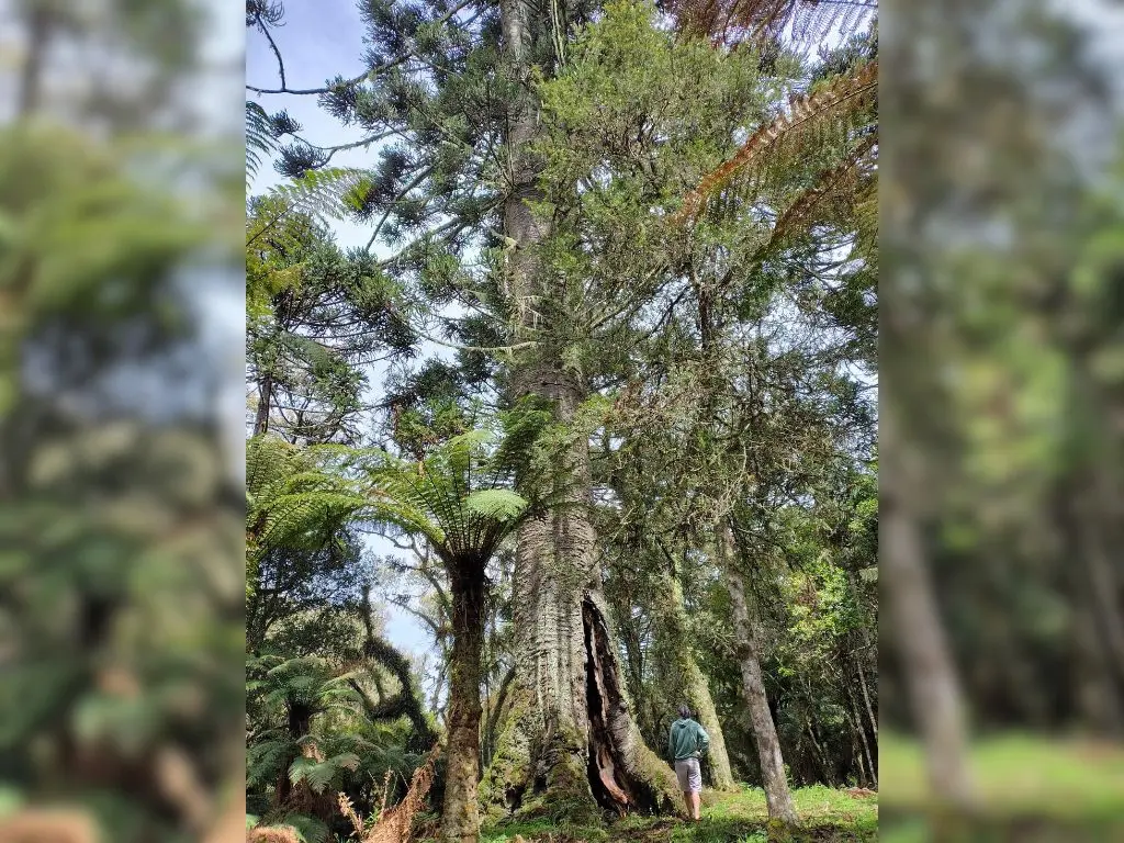 A Fazenda Pinheirão, em São Joaquim (SC), abriga a maior araucária conhecida do Brasil