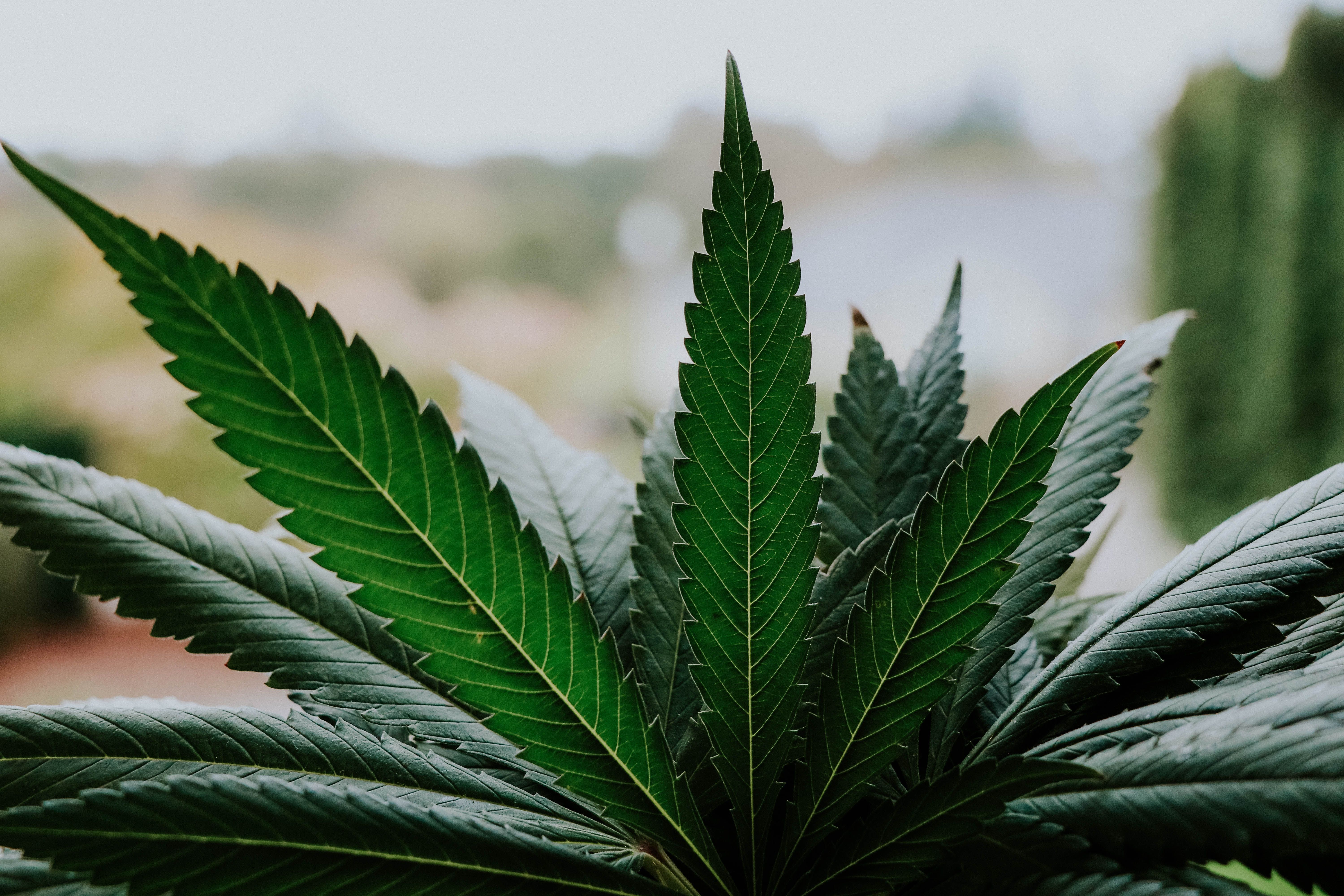 Mulher usa laudo de entusiasta da maconha medicinal e obtém aval para plantar 84 pés