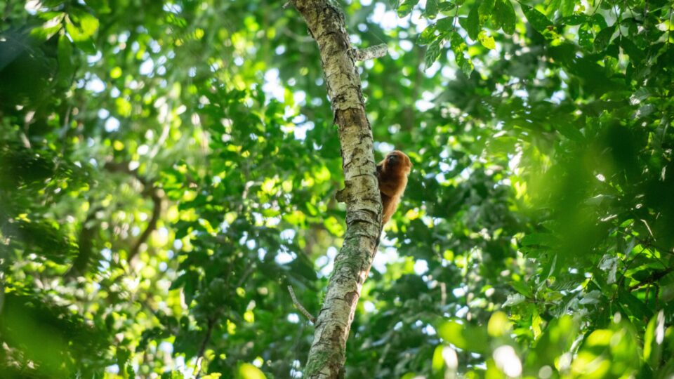 Parque do mico-leão-dourado, no RJ, é o primeiro Patrimônio da Vida Selvagem terrestre do planeta