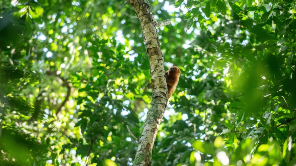 Parque mico-leão-dourado no Rio de Janeiro.
