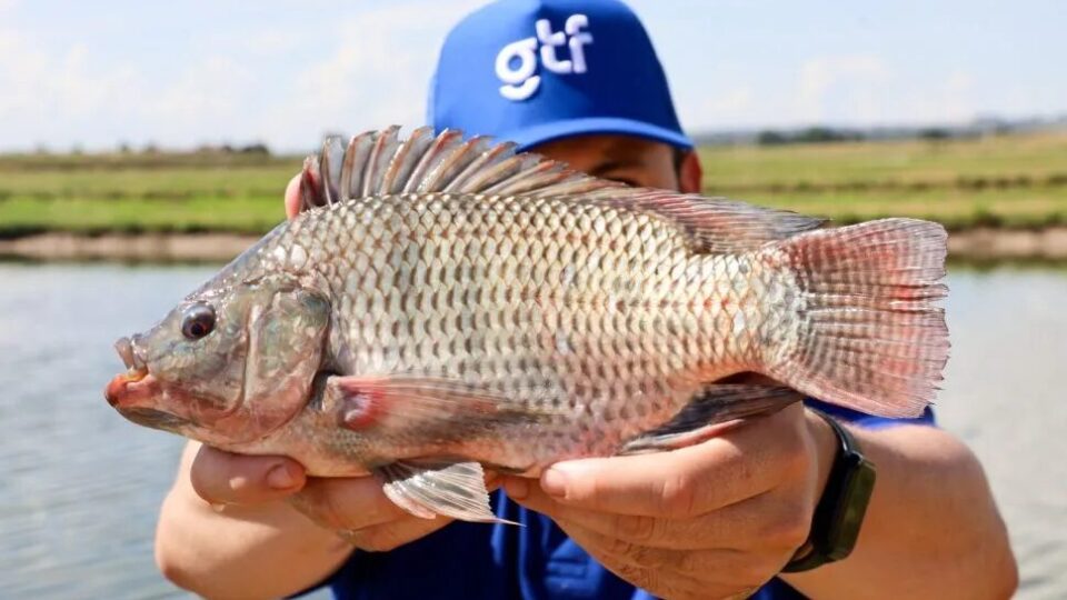 Gigante do frango anuncia investimento de R$ 120 milhões em fazenda de tilápia