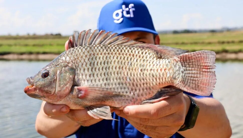 A GTF aplicará R$ 120 milhões na construção de uma fazenda de tilápia em Terra Rica, reforçando a expansão da piscicultura no Paraná.