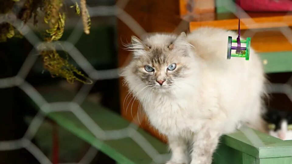 Paraná aprova proibição de animais vivos como brindes e prêmios em sorteios
