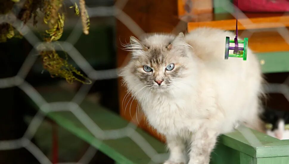 Paraná aprova proibição de animais vivos como brindes e prêmios em sorteios