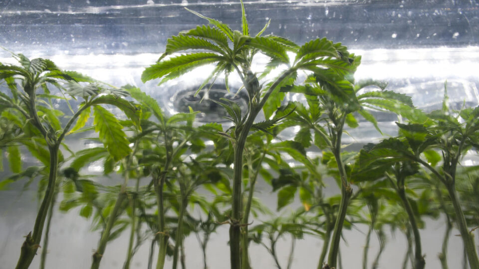 Entidade tenta salvo-conduto para cultivo em massa de maconha