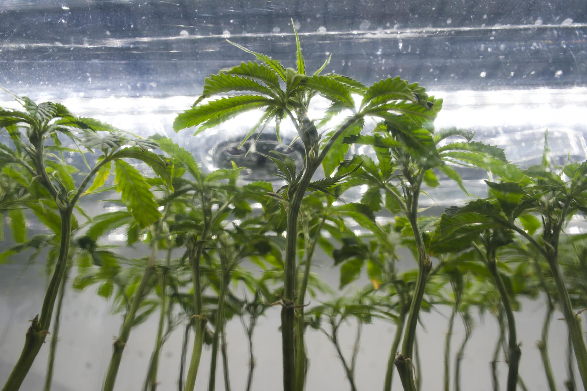Entidade tenta salvo-conduto para cultivo em massa de maconha