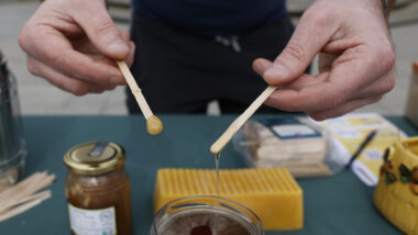 Açúcares naturais, provenientes de frutas, mel (foto) ou outros alimentos doces, têm sido fundamentais para o crescimento e a evolução do cérebro humano