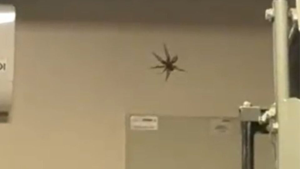 A treta da aranha