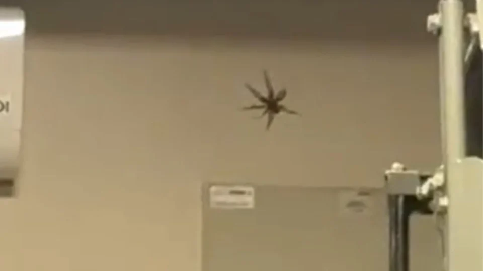 TRETA DA ARANHA