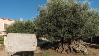 Com tronco retorcido e oco em algumas partes, a oliveira de Vouves continua viva e produzindo frutos após milhares de anos.
