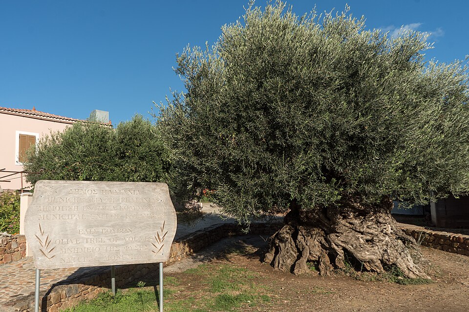 Com tronco retorcido e oco em algumas partes, a oliveira de Vouves continua viva e produzindo frutos após milhares de anos.