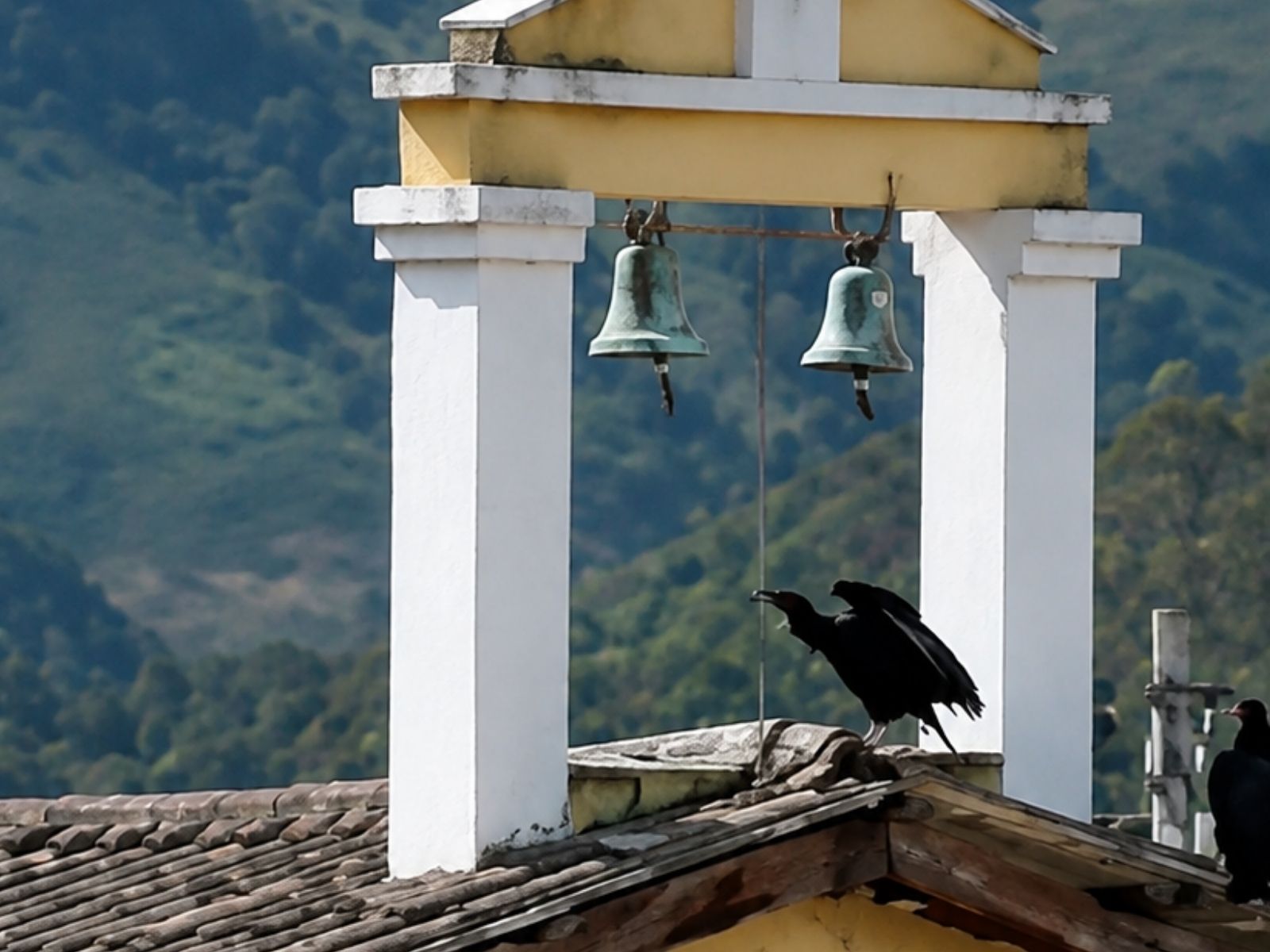 Urubu toca sino antes de terremoto na Colômbia