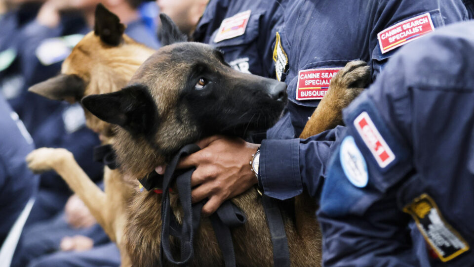 Pesquisa internacional revela que cães conseguem distinguir medo e tristeza em rostos humanos