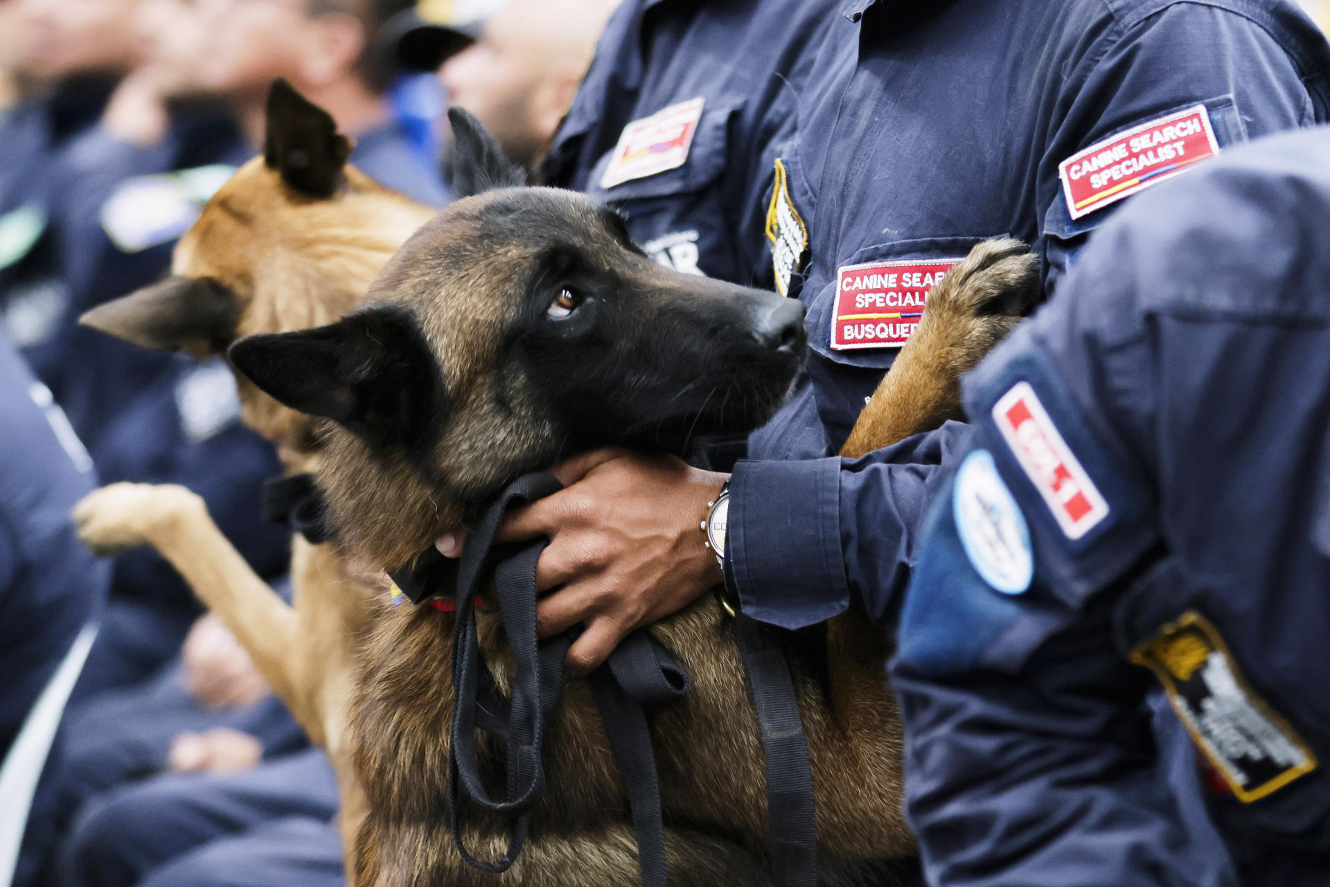 Os cães, pelo menos os domésticos, são muito bons em reconhecer expressões faciais humanas, diz pesquisa