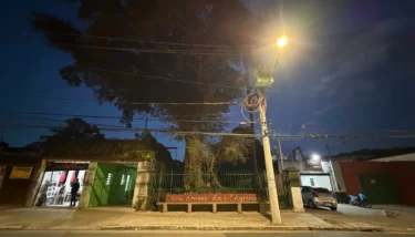 Figueira das Lágrimas guarda rota de Dom Pedro I rumo a Santos e é considerada a árvore mais antiga de São Paulo.