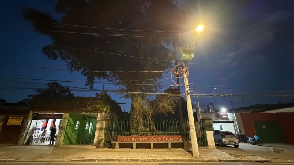 Figueira das Lágrimas, árvore mais antiga de São Paulo, preserva rota imperial usada por Dom Pedro I