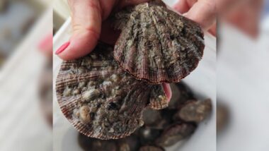 A vieira é um dos moluscos mais caros de Santa Catarina e tem demanda garantida em restaurantes. Mesmo assim, a produção encolheu e poucos produtores seguem ativos no estado