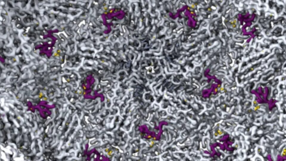 Pesquisadores criam do zero novos vírus que atacam bactérias