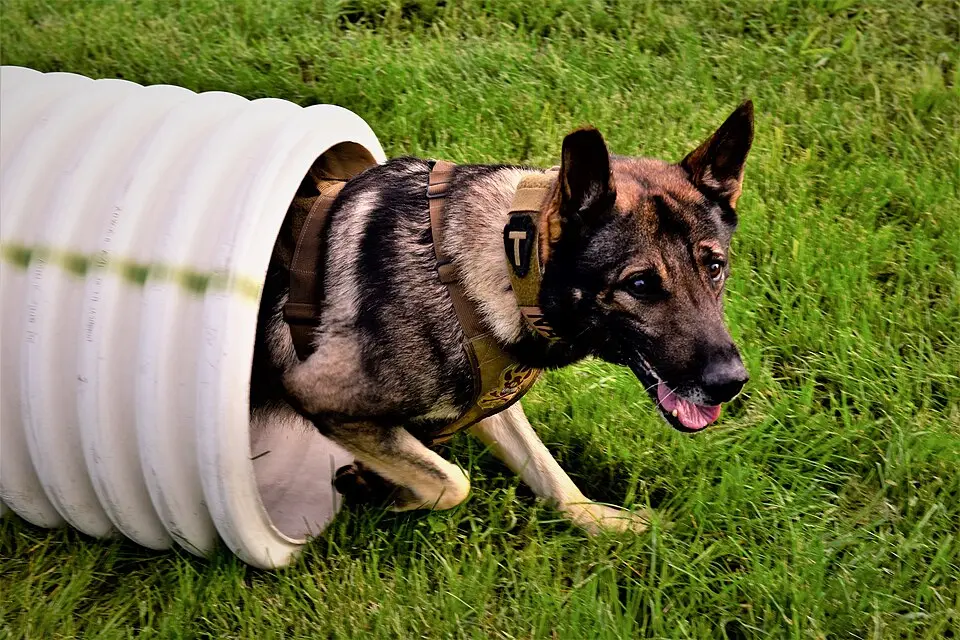 O faro é uma das principais ferramentas dos cães empregados em atividades de cinotecnia, incluindo a busca por armas, munições e explosivos.