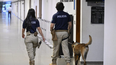 Cães farejadores são utilizados por Policiais Legislativos Federais durante ações de segurança no Senado.