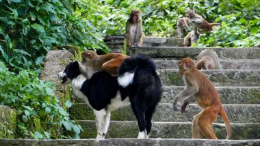 Interações entre primatas e outras espécies ajudam a investigar a origem dos vínculos com animais de estimação.
