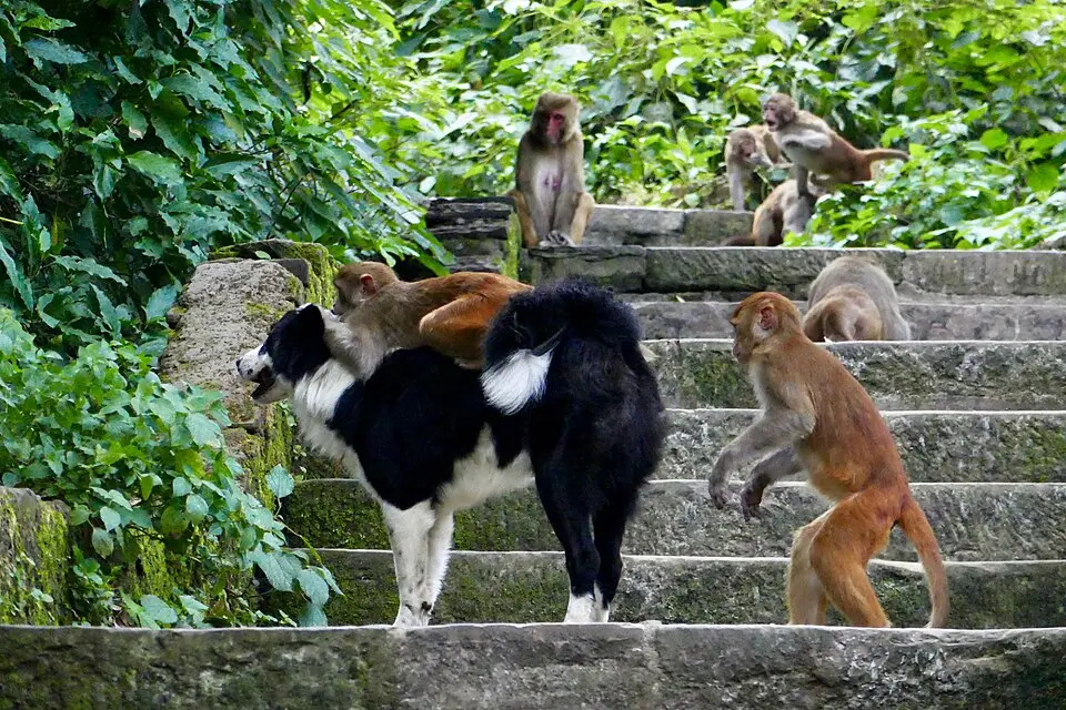 Interações entre primatas e outras espécies ajudam a investigar a origem dos vínculos com animais de estimação.
