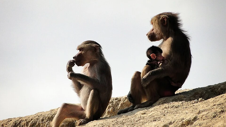 Casos de cuidado, tolerância e proximidade entre espécies diferentes levantam pistas sobre a evolução da convivência entre animais.