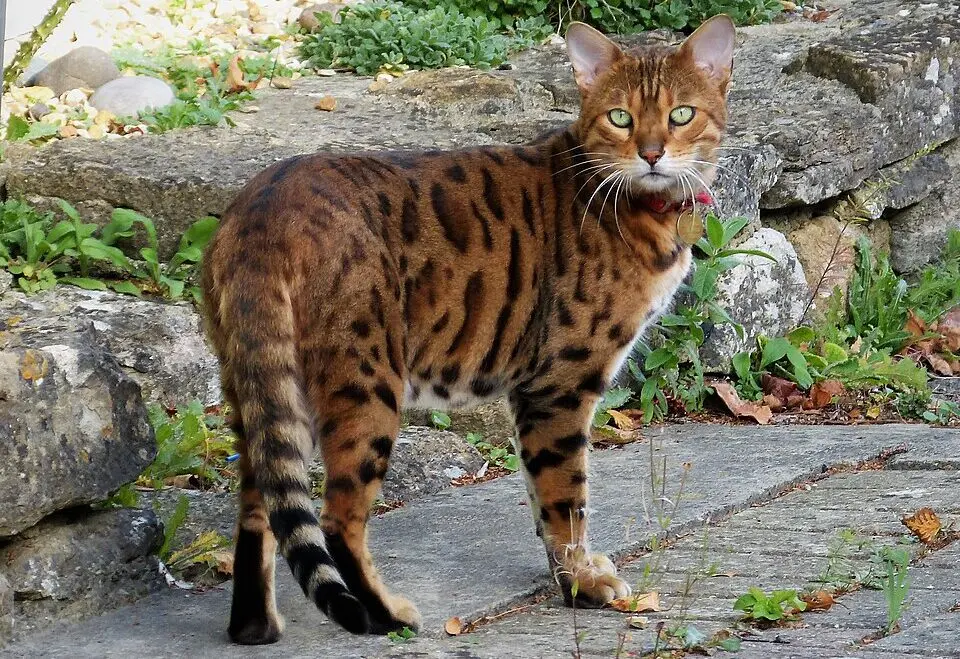 A história genética dos felinos é marcada por cruzamentos entre populações selvagens e domésticas, o que ajuda a explicar a complexidade de sua dispersão pelo mundo.