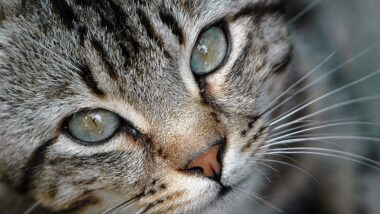 Estudos de DNA antigo indicam que os gatos domésticos chegaram à Europa apenas cerca de 2 mil anos atrás, e não com os primeiros agricultores.