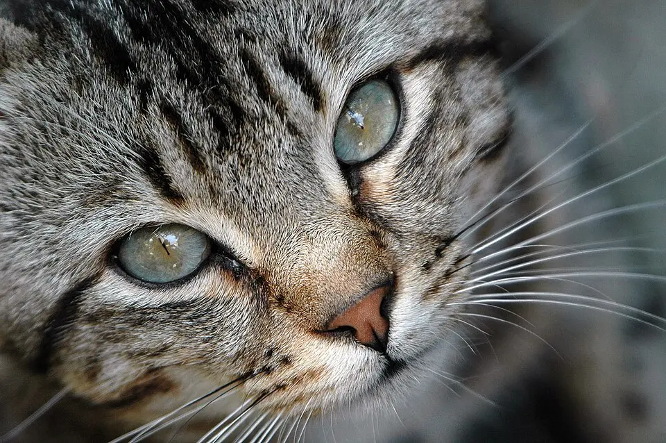 Estudos de DNA antigo indicam que os gatos domésticos chegaram à Europa apenas cerca de 2 mil anos atrás, e não com os primeiros agricultores.