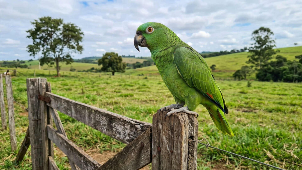 TRF1 aponta uso eleitoral de papagaio e autoriza Ibama a apreender animal