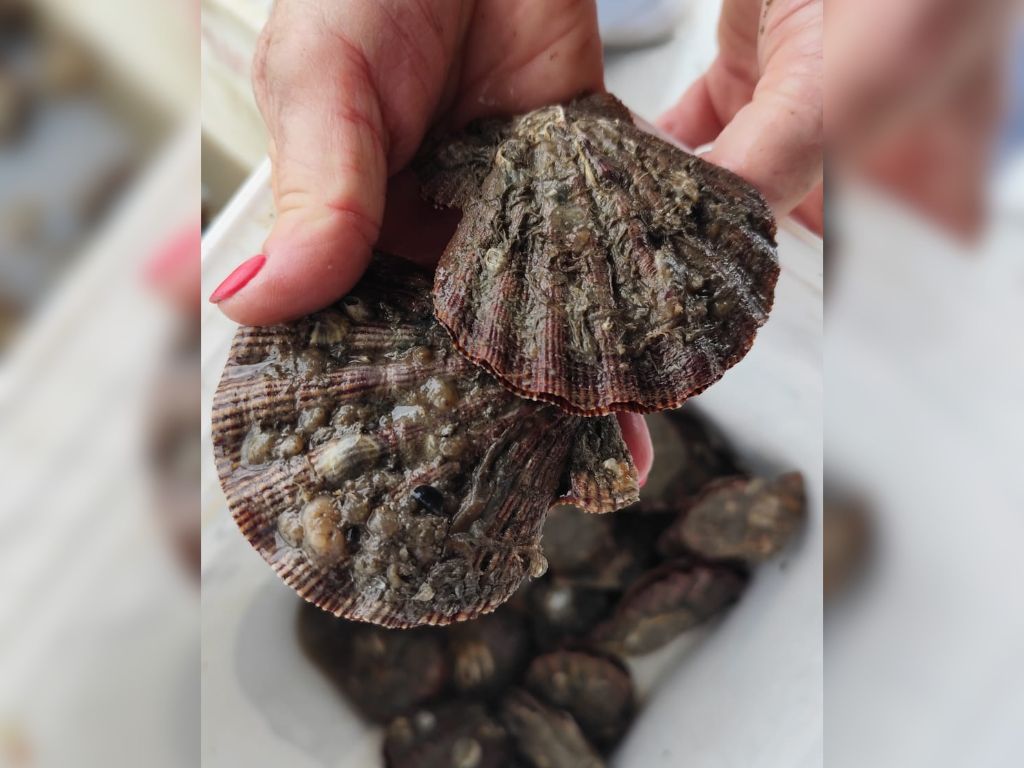 Produção de vieiras em Santa Catarina encolhe e preço do molusco dispara