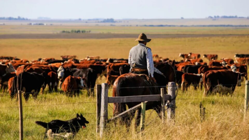 Produção animal encabeça recorde agropecuário de R$ 213 bilhões