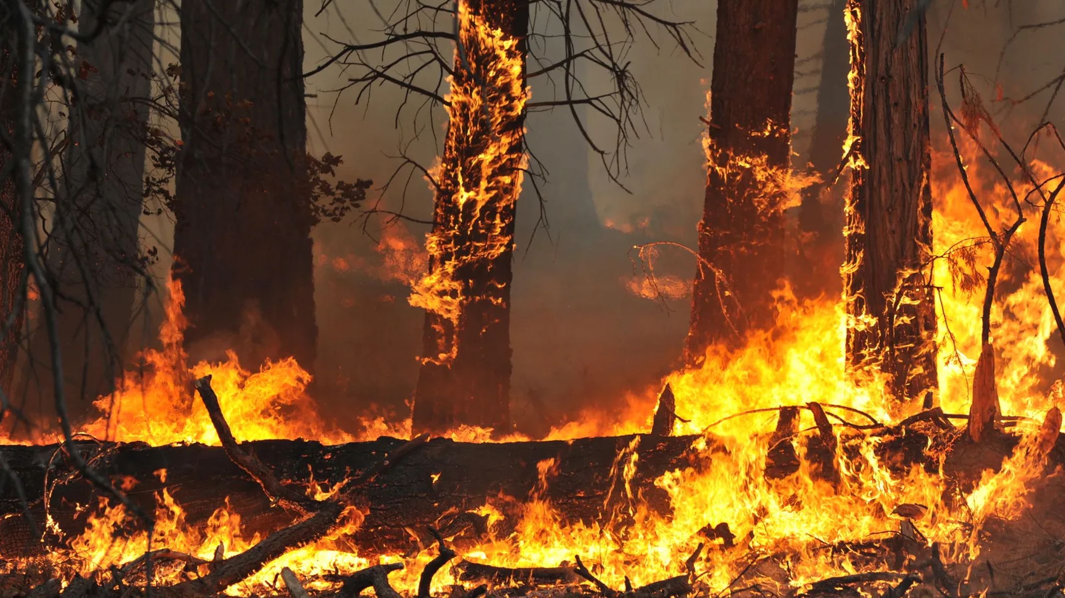 A participação da população é fundamental para prevenir incêndios durante a estiagem, com cuidados como não jogar bitucas acesas, não soltar balões e evitar queimadas.