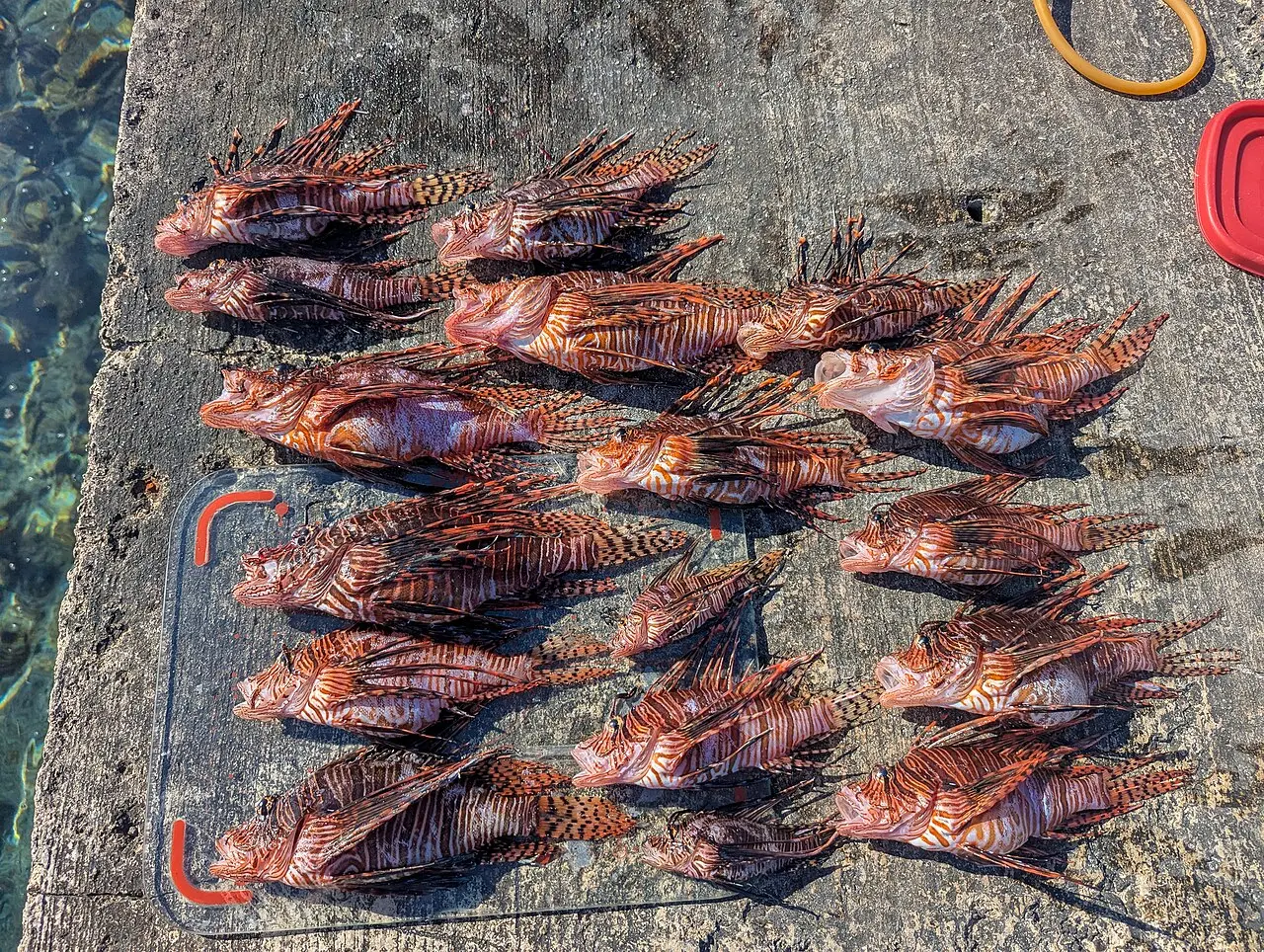 Centenas de peixes-leão já foram retirados do litoral de Porto Seguro em uma ação que busca reduzir a presença da espécie invasora.