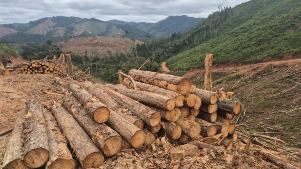 Disputa judicial por madeira transforma cobrança em risco fiscal de R$ 1 bilhao