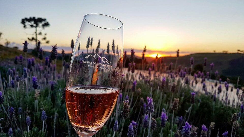 Vinícolas catarinenses crescem 29%, mas enoturismo ainda é caro demais para o pequeno produtor