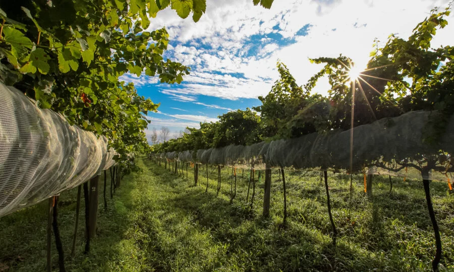 Degustações e experiências ligadas ao vinho podem ajudar pequenos produtores a diversificar receitas e atrair visitantes