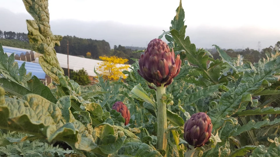 Imigrantes desenvolveram uma variedade da alcachofra com traços tipicamente brasileiros, como a preferência do mercado local pela coloração roxa, distinto da variedade tradicionalmente cultivada no exterior.