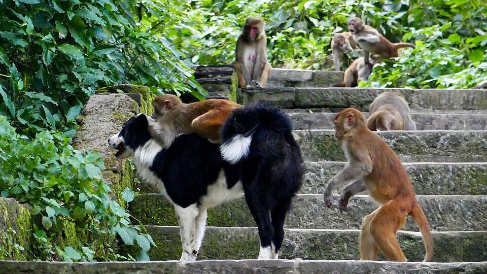 Pesquisadores da Universidade de Oxford buscam na evolução dos primatas a origem dos pets
