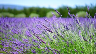 Produção de lavanda